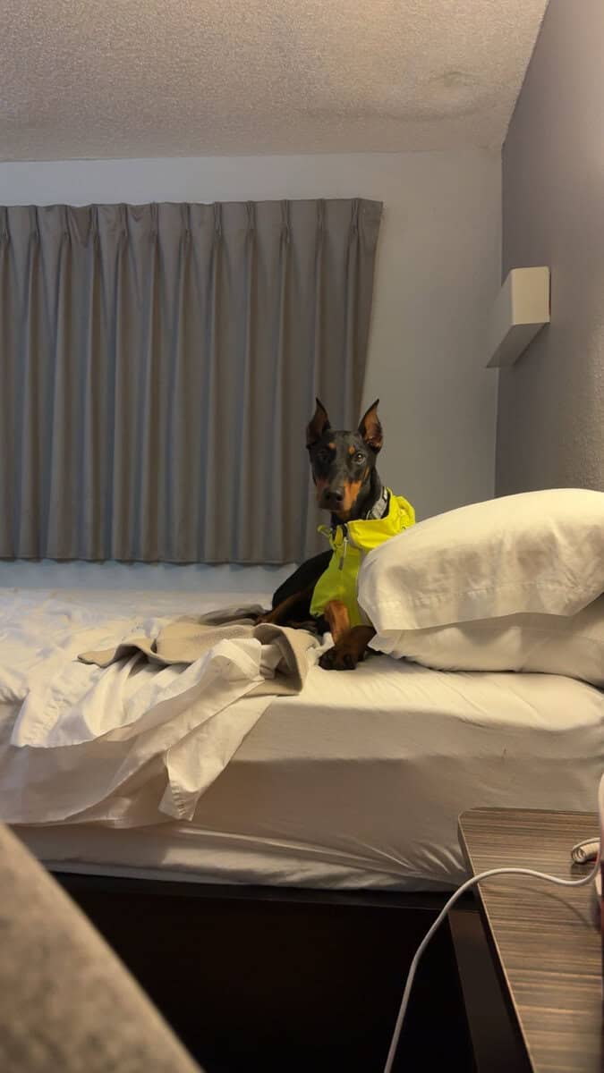 Doberman image 1