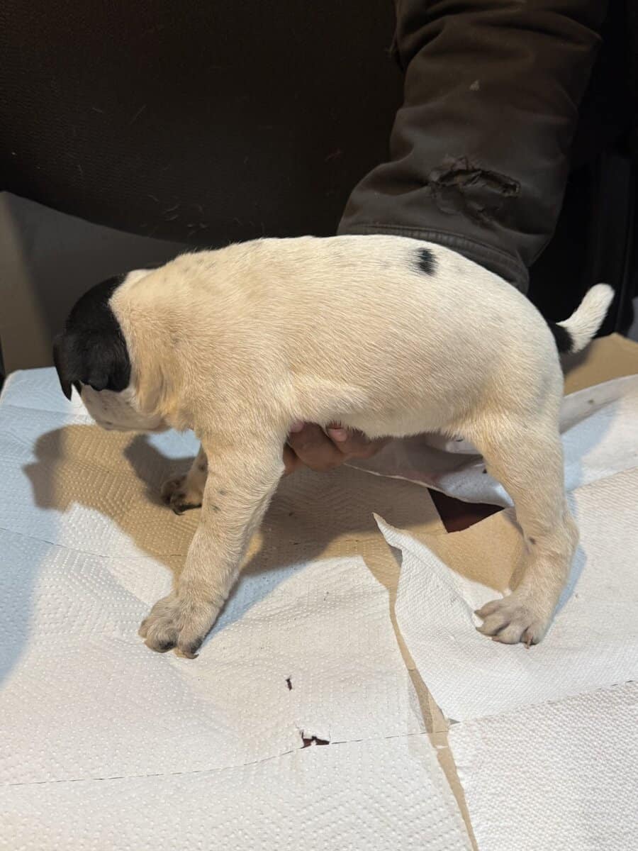 Stafforsdshire bull terrier the nanny dog image 15