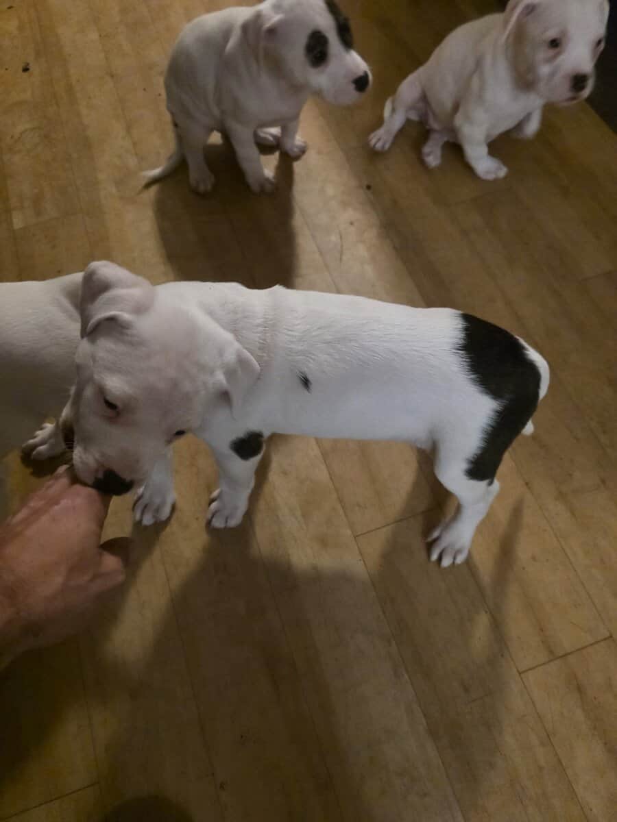 pitbull puppies for adoption image 4
