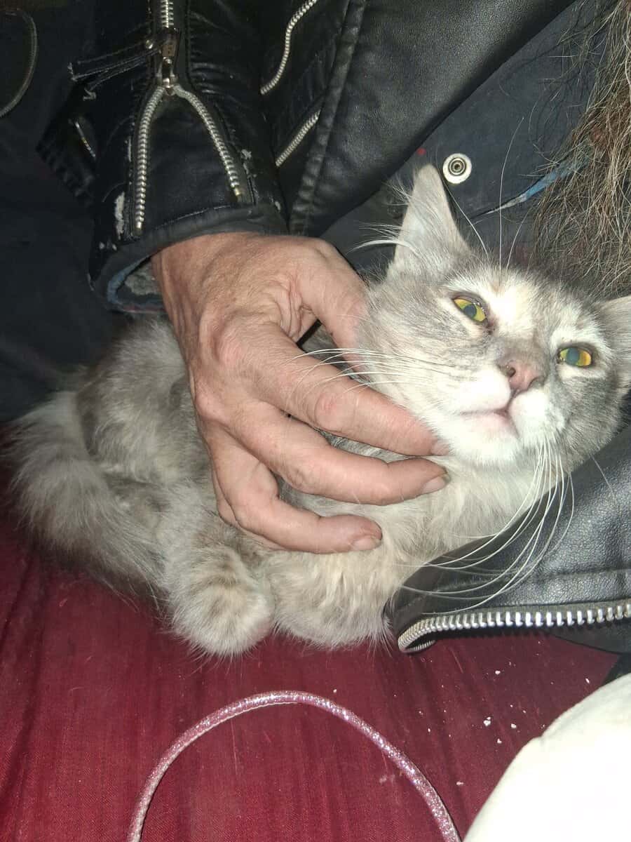 Looking to give away 2 kittens for free image 2