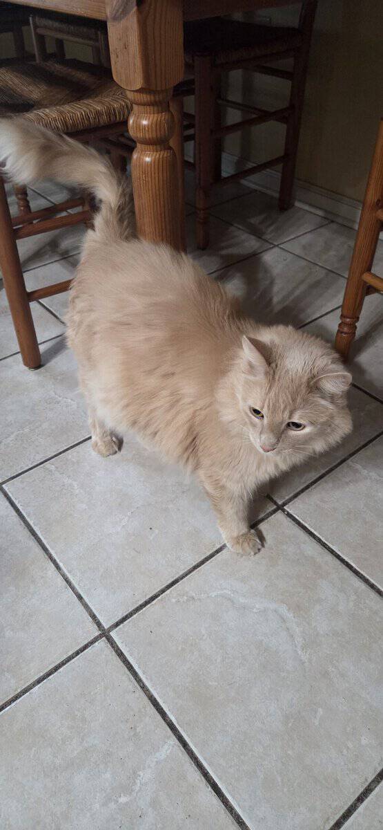 Adult Cat Domestic Long Hair named Bear image 3