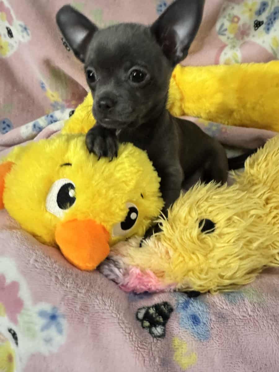Applehead Chihuahuas purebred image 6