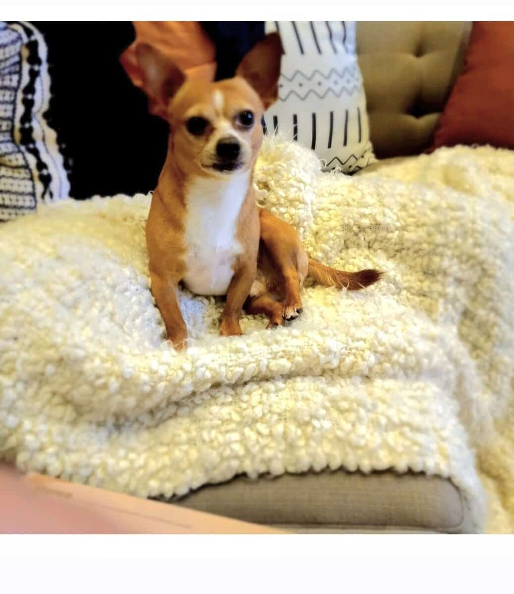 Pet Rehoming image 2