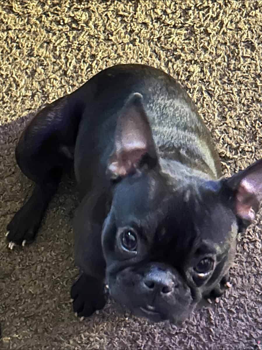 Micro Frenchie image 1