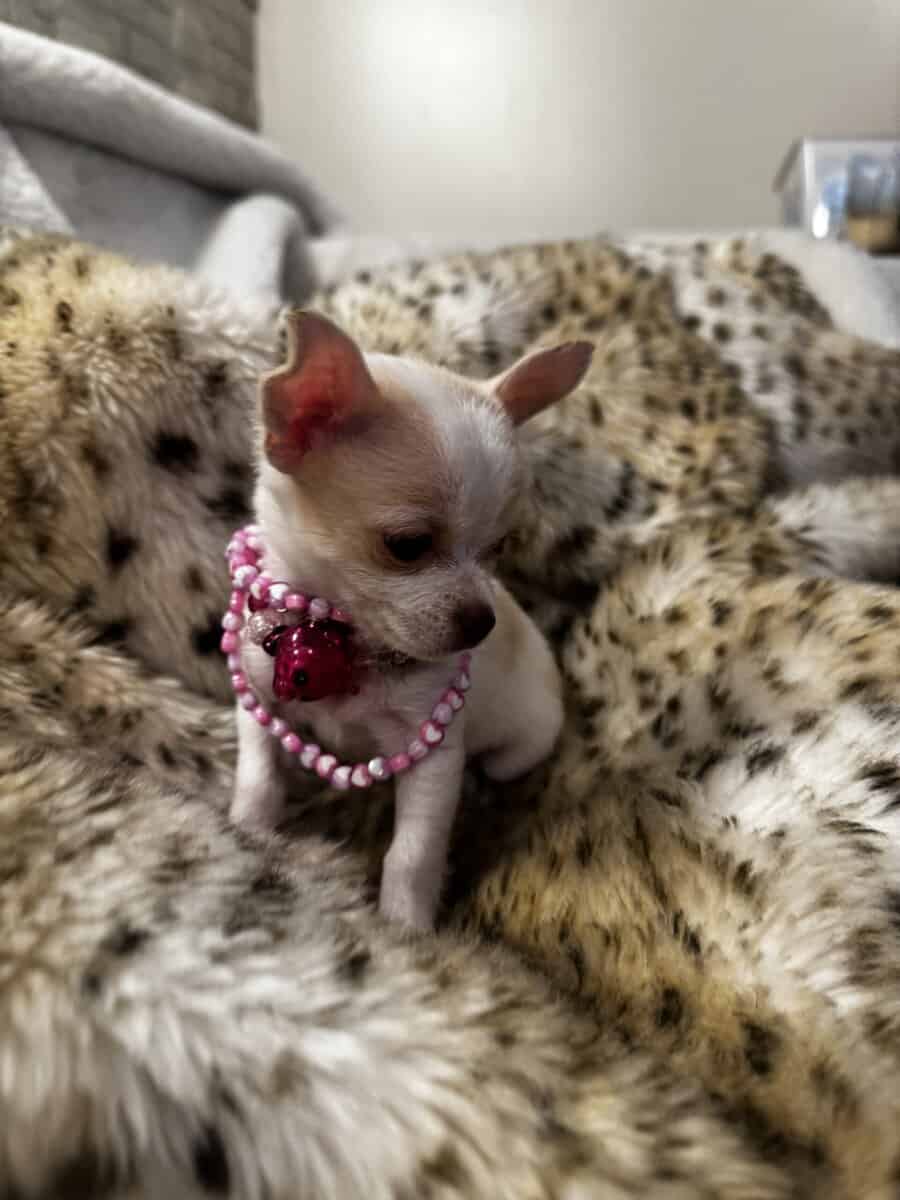 White with tan spots image 3