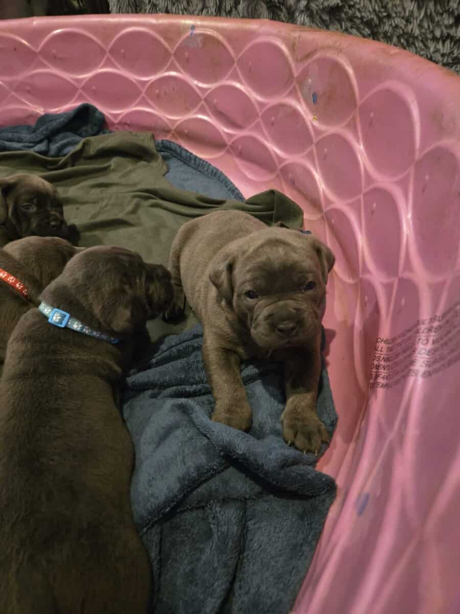 Cane Corso Puppies image 8