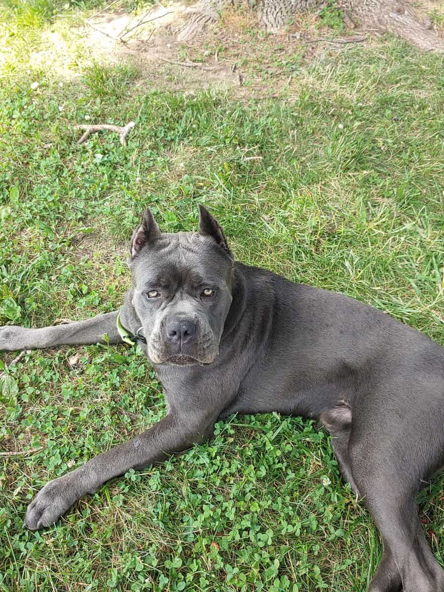 Cane Corso Puppies image 5