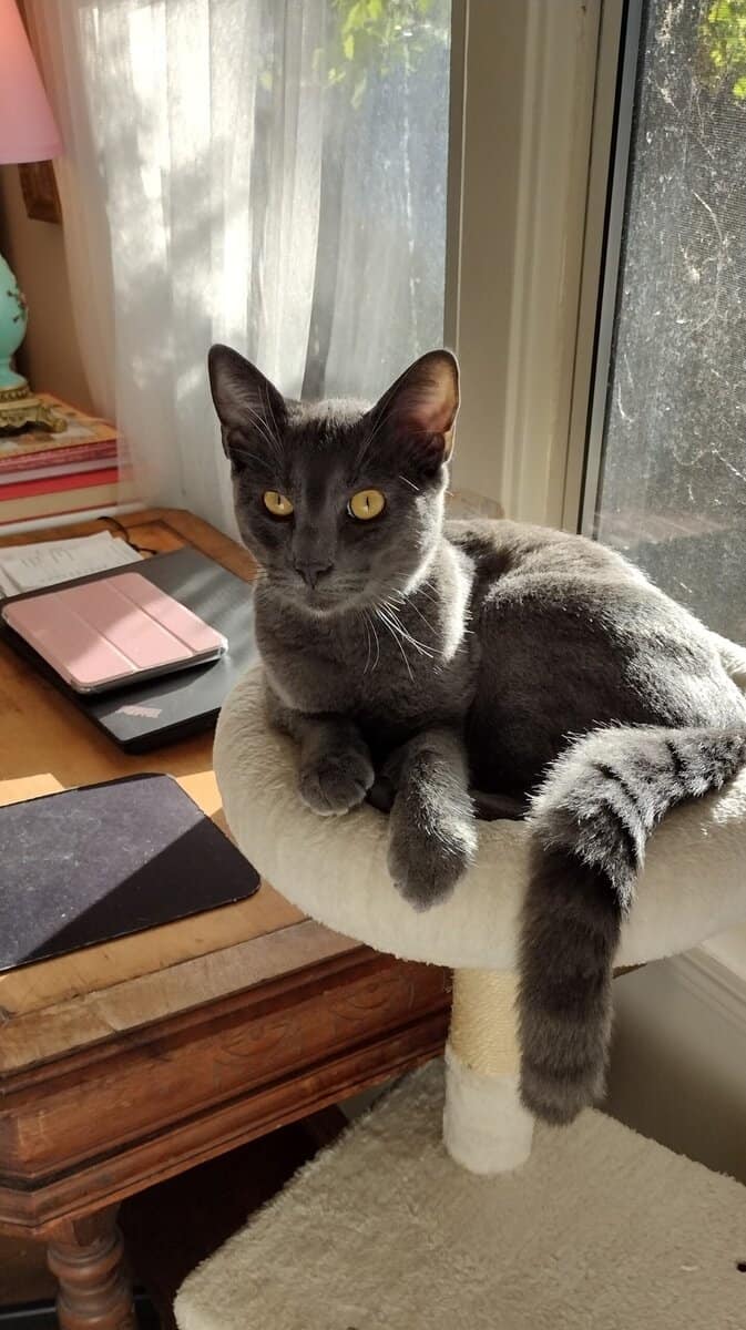 Handsome boy Looking for his Forever Home image 1
