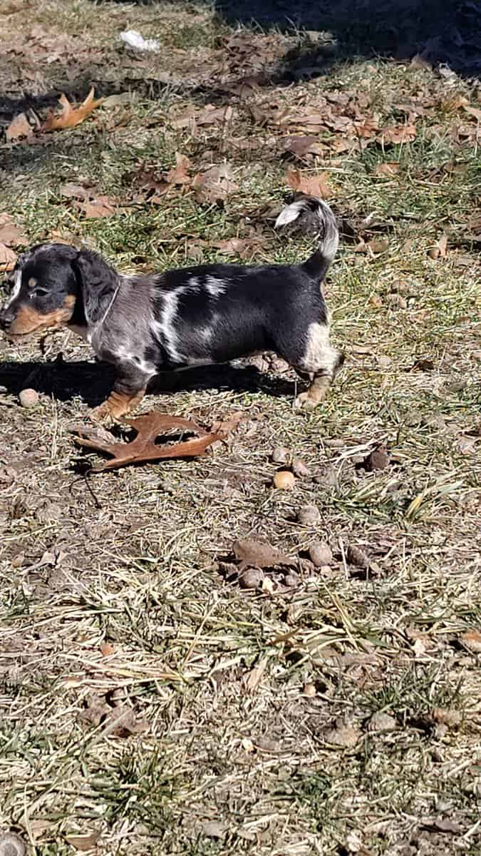 Mini Dachshund image 3