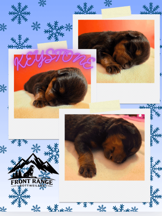 Front Range Rottweilers Looking For Loving Homes image 4