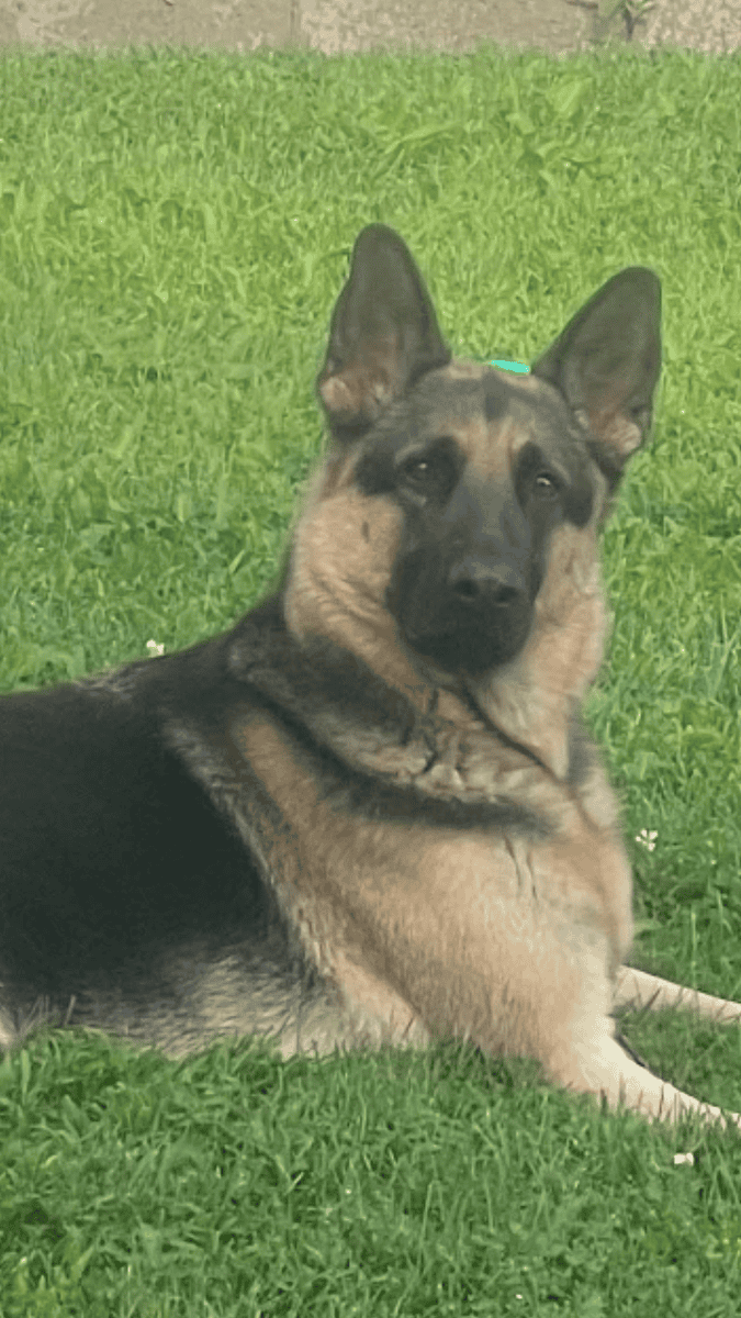 Sable German Sheperds image 14
