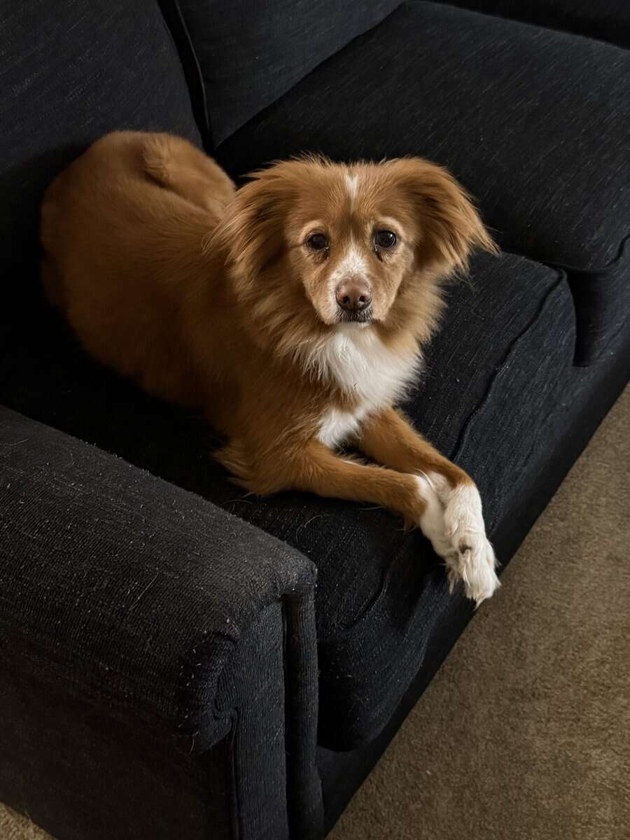 Sweet girl looking for her forever home image 2