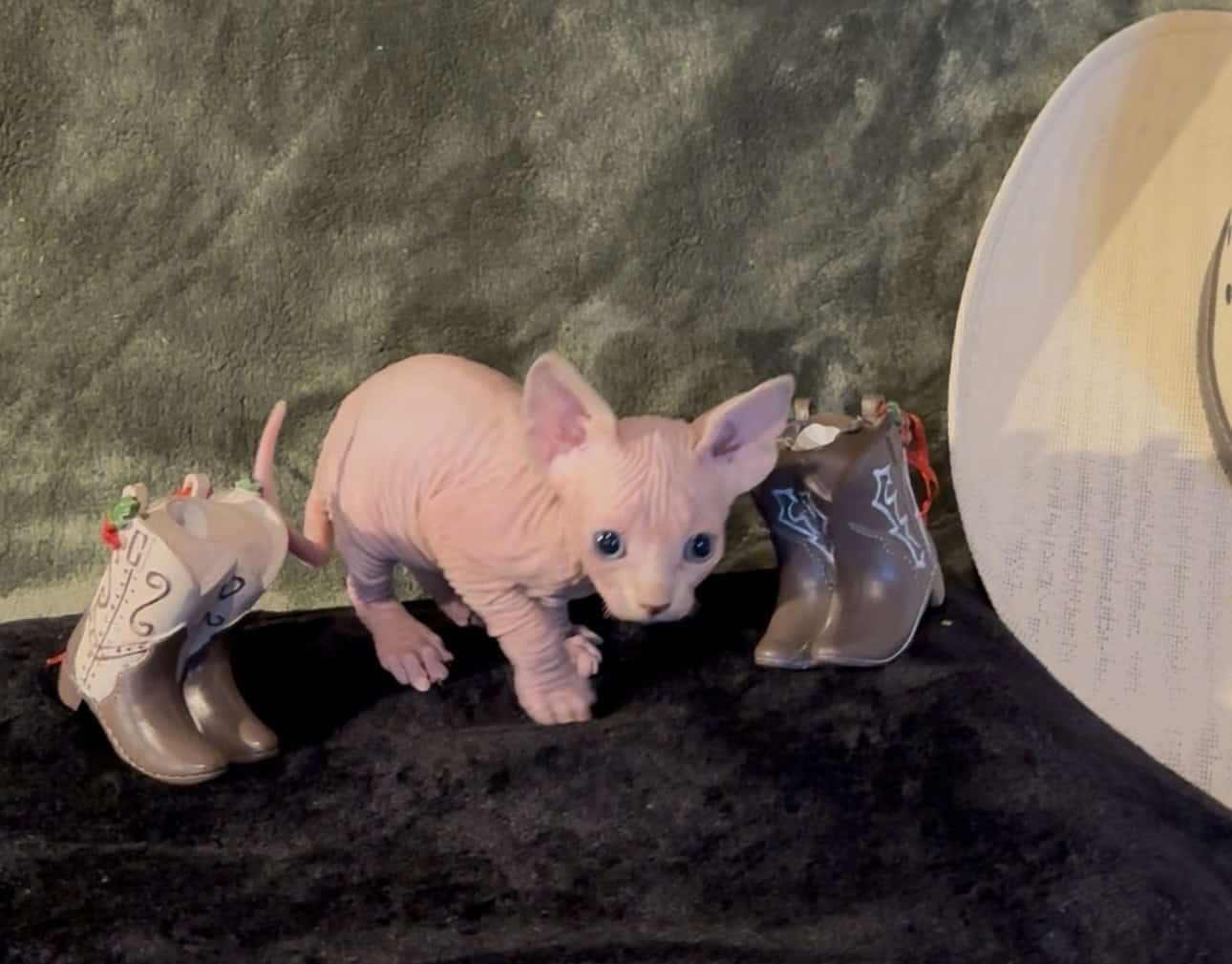 Sphynx babies image 6