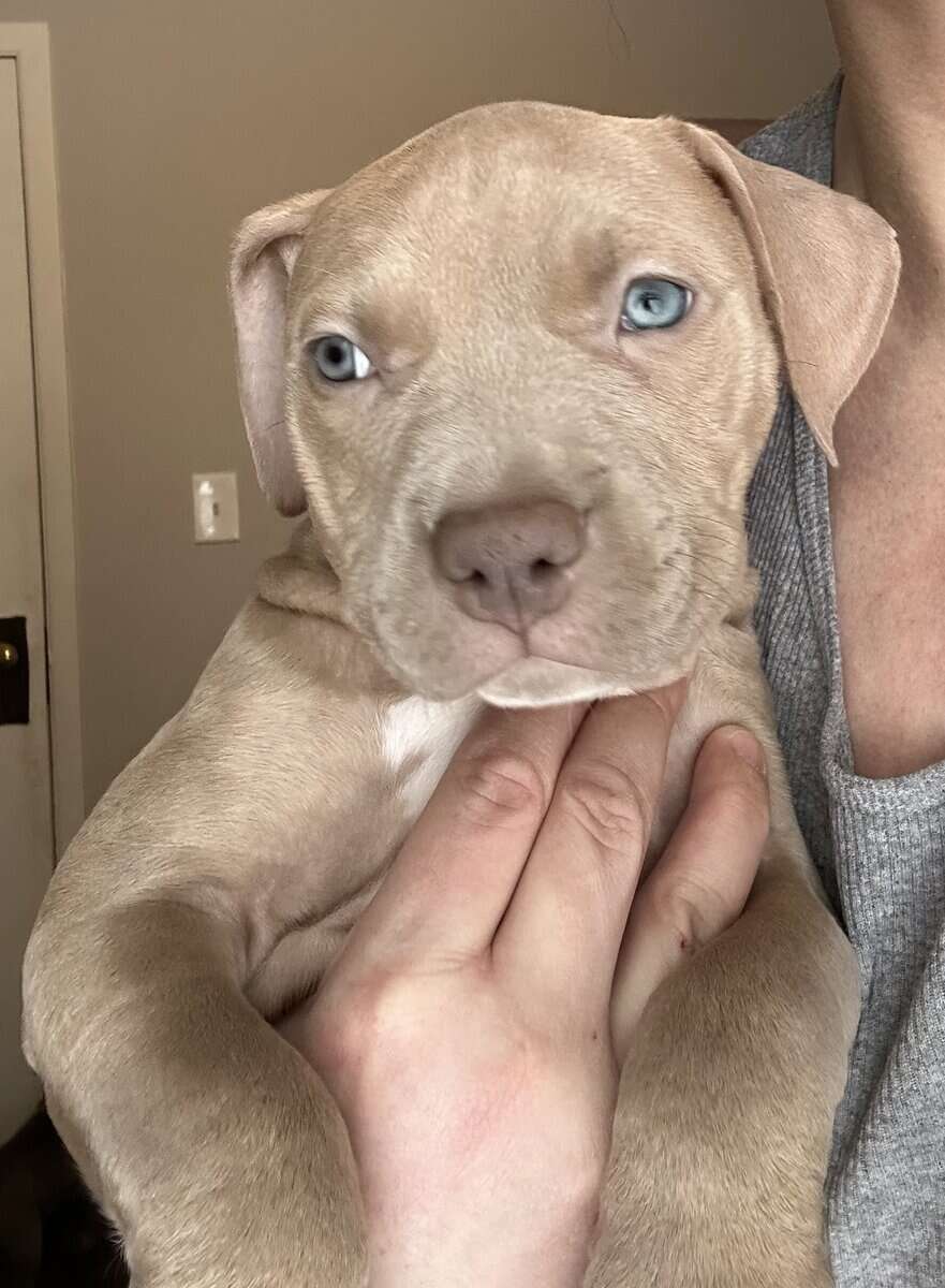 Rehoming 7 pit bull puppies image 7
