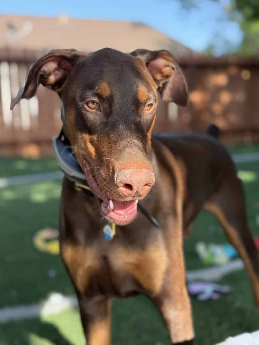 Rehome sweet Doberman image 6