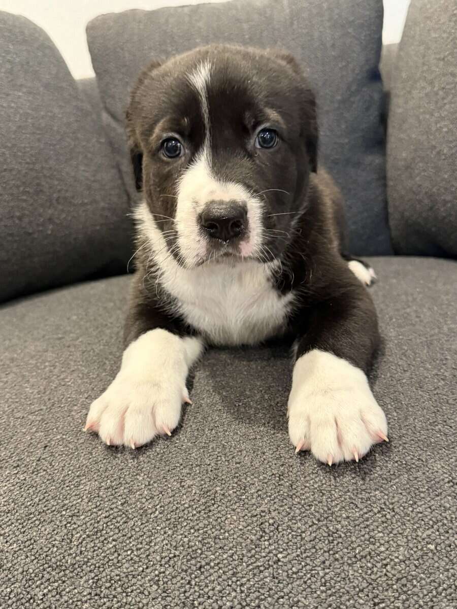 Shepard Mix Puppies image 2