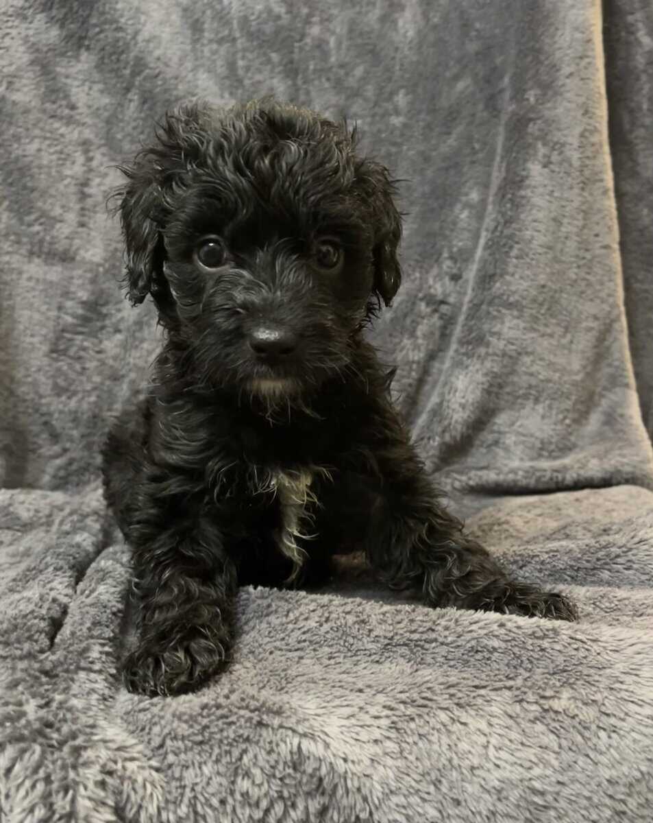 Puppies image 4
