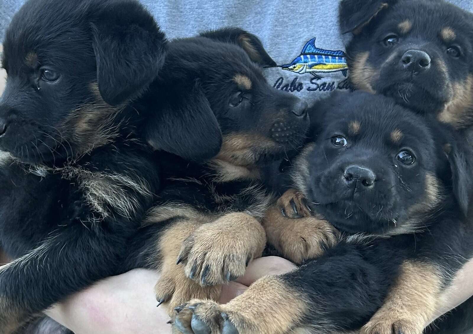 Shepweiler Puppiess image 3