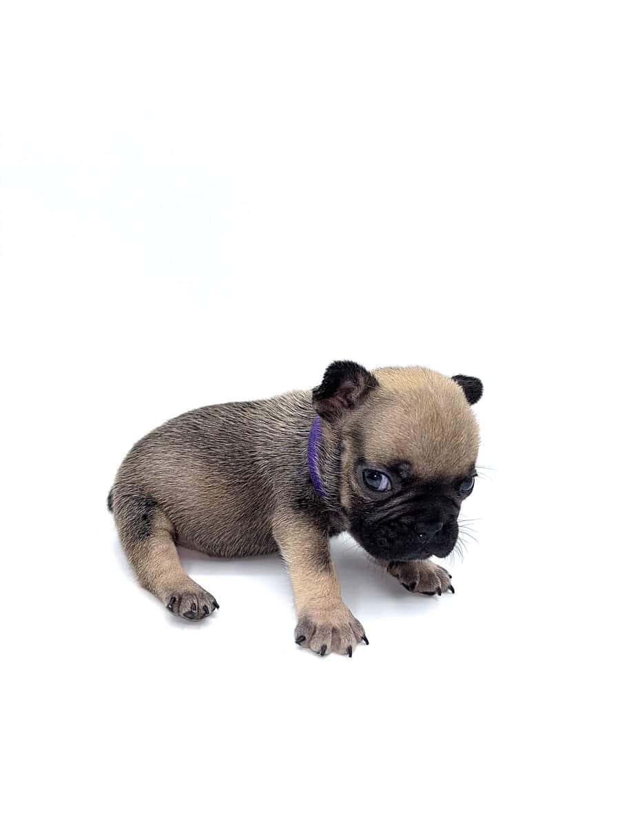 Frenchies carrying pink and fluffy image 7