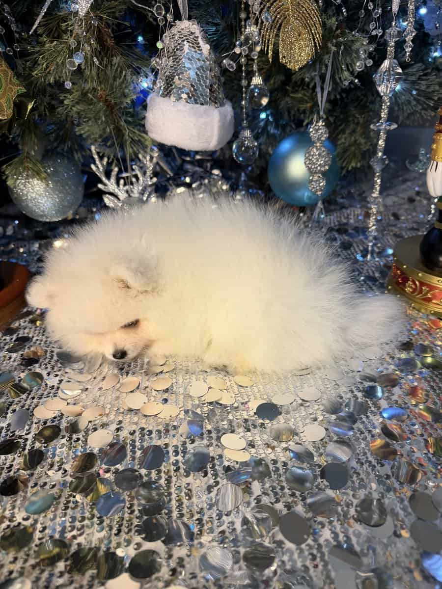 Pomeranian puppy. image 4