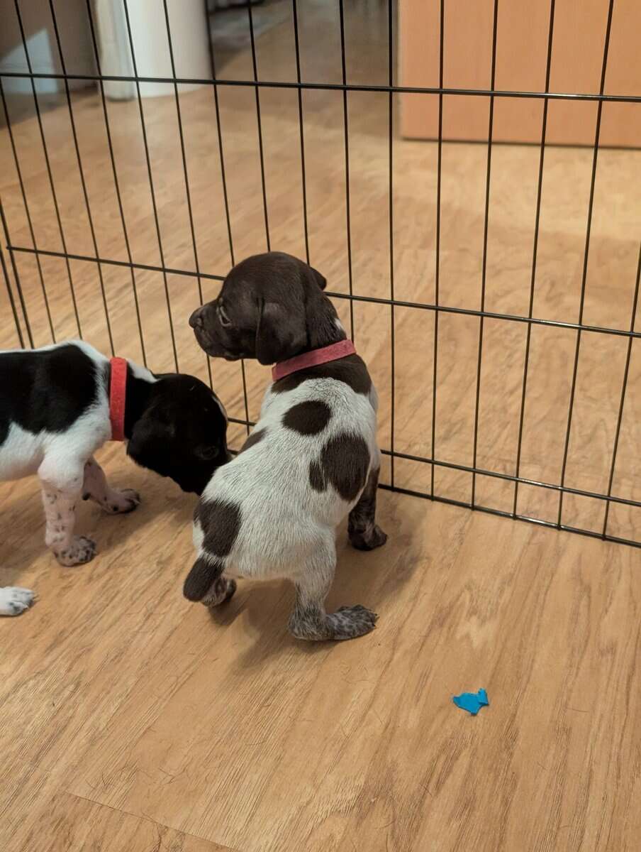 German Shorthair Pointer Puppies image 6