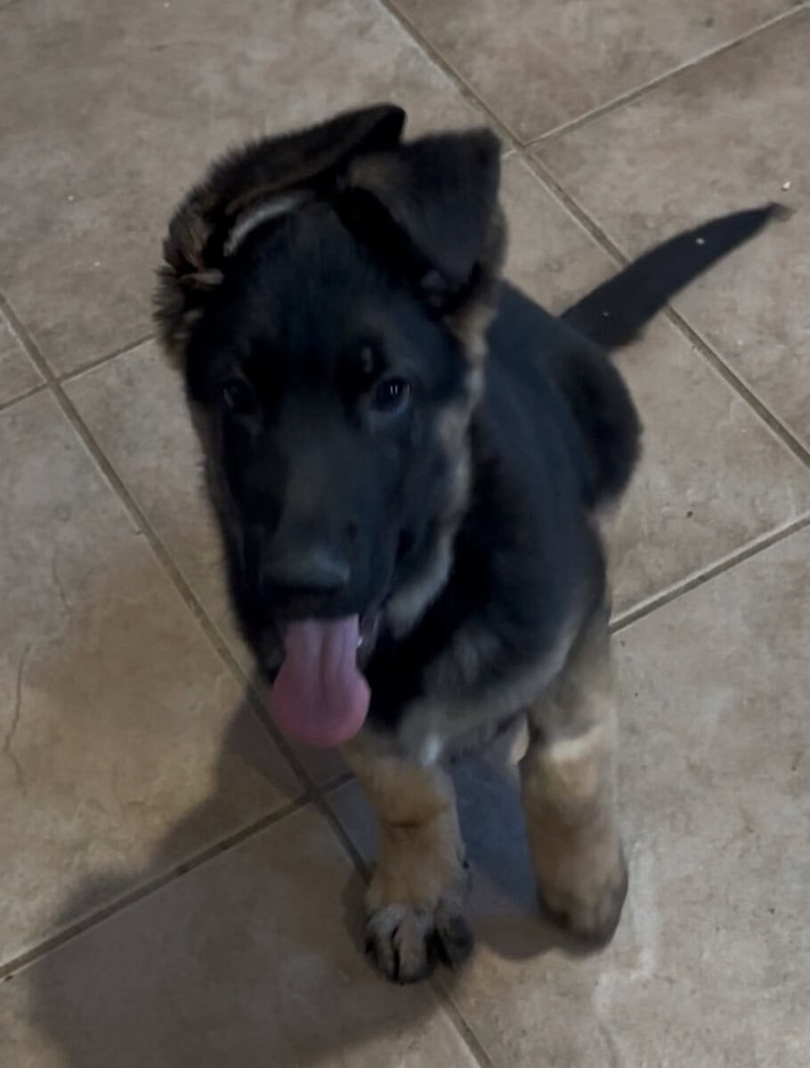 12 Week old AKC Reg German Shepherd Puppies image 4