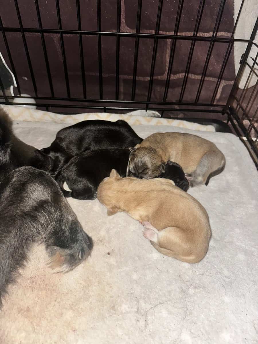 German Shepherd/Husky & Chow Chow Mixed Breed Pups image 3