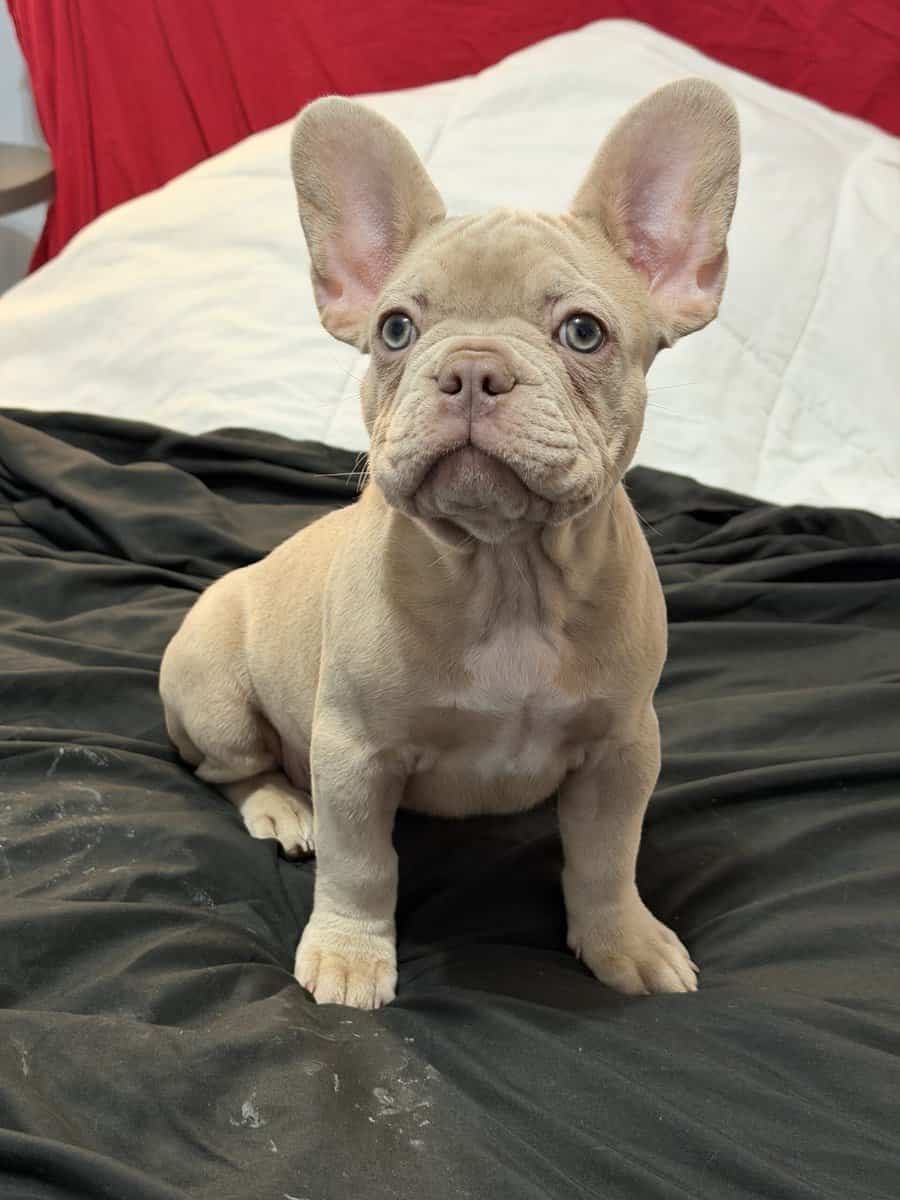 Beautiful Cream French Bulldog Female image 4