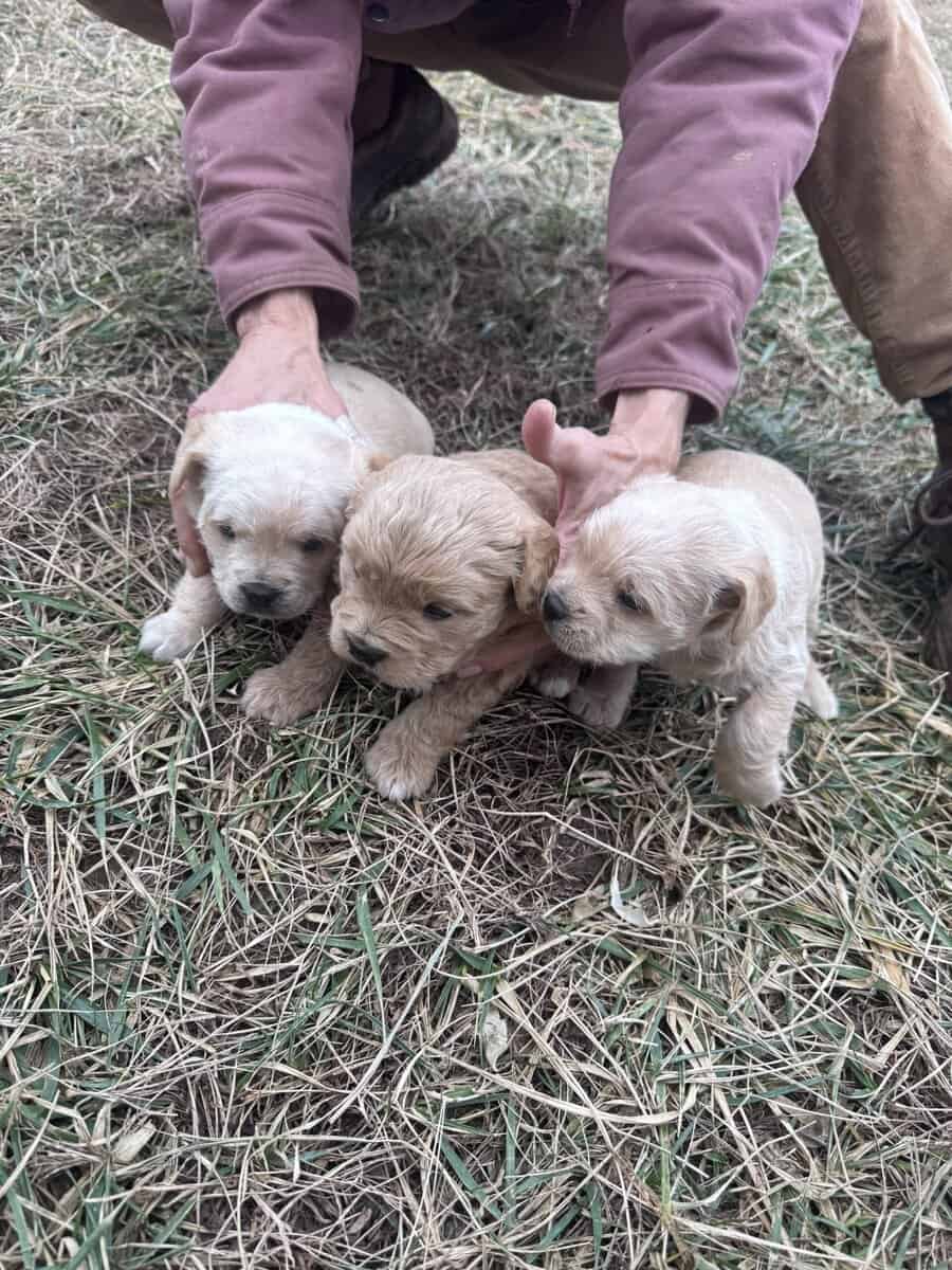 French bulldog/shihtzu/chihuahua mix puppies image 4