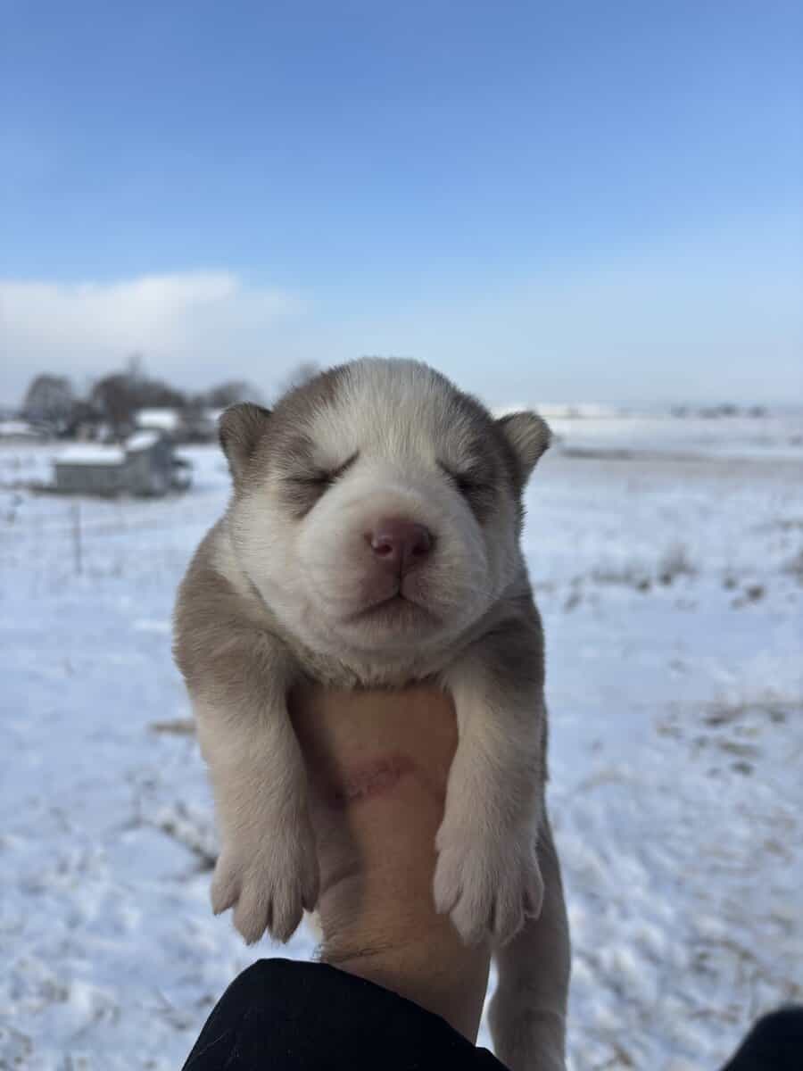 4 week old Alaskan Huskies puppies ready soon image 2