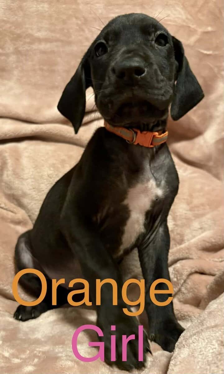 Great Dane - Pure Bred image 6