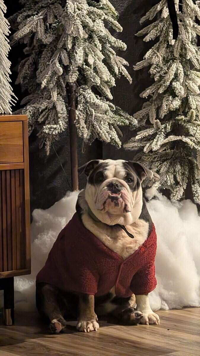Loveable English Bulldog Companion image 1