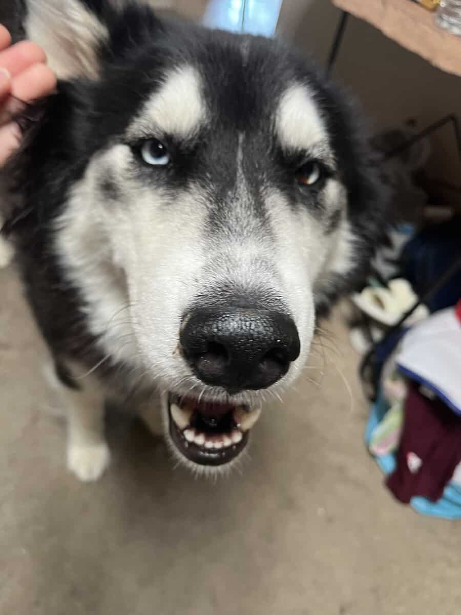 Male Husky image 4