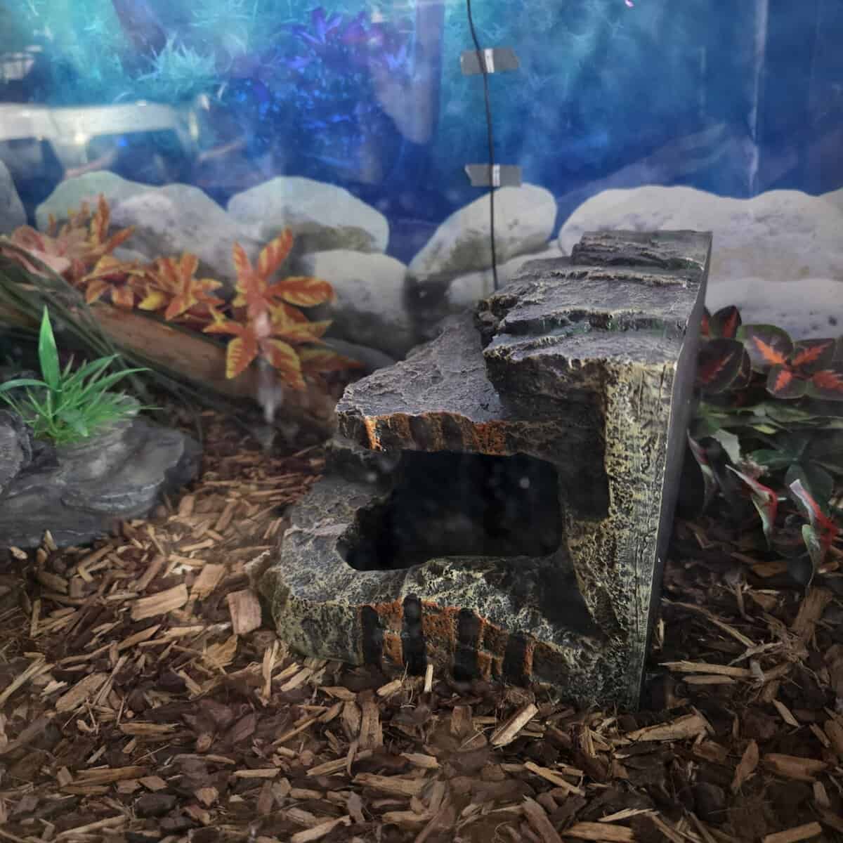Ball Python needs good home image 8