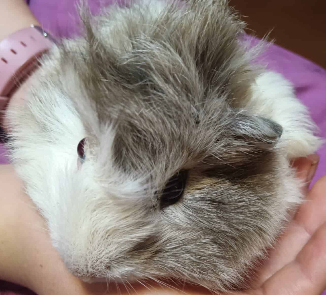 Adorable long haired baby guinea pigs image 5