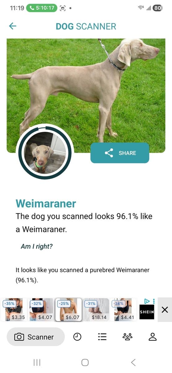 Weimaraner doberman image 6