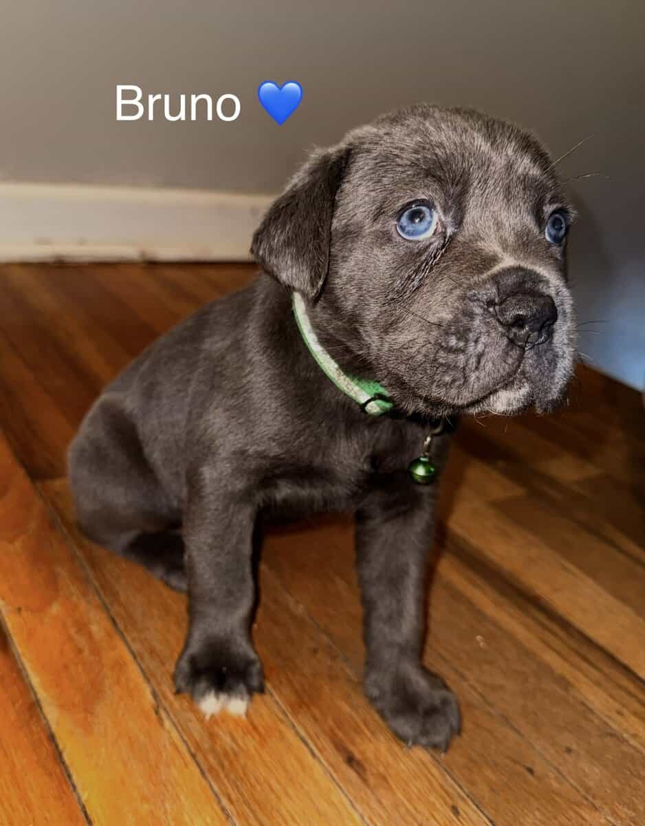 Beautiful Cane Corso Puppies Available 🐶❤️ image 2