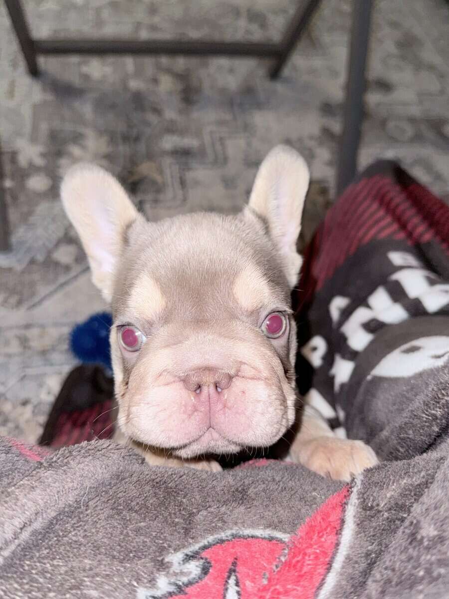 French Bulldog image 2