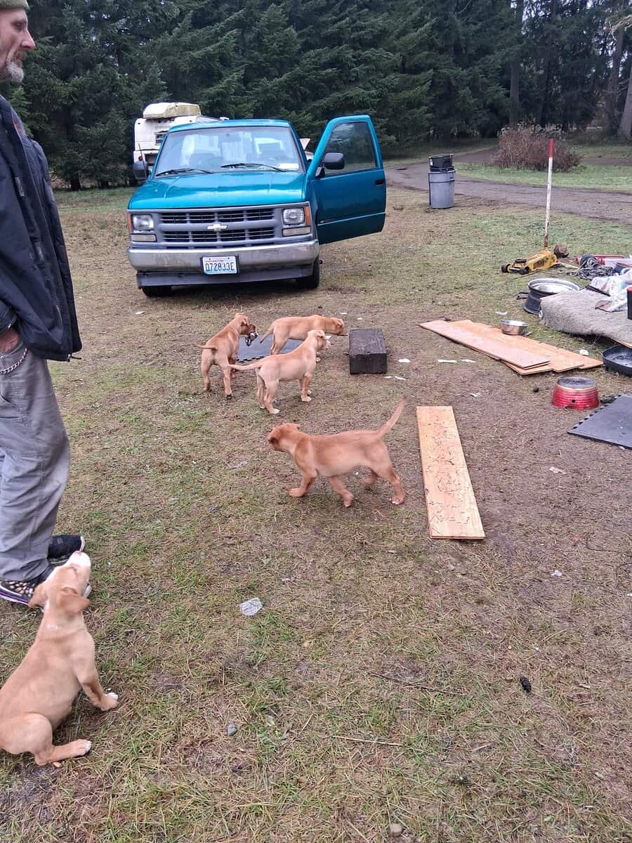 Ridgeback and pit puppies mix image 4