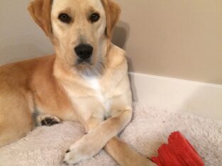 Looking for service dog trained for ptsd