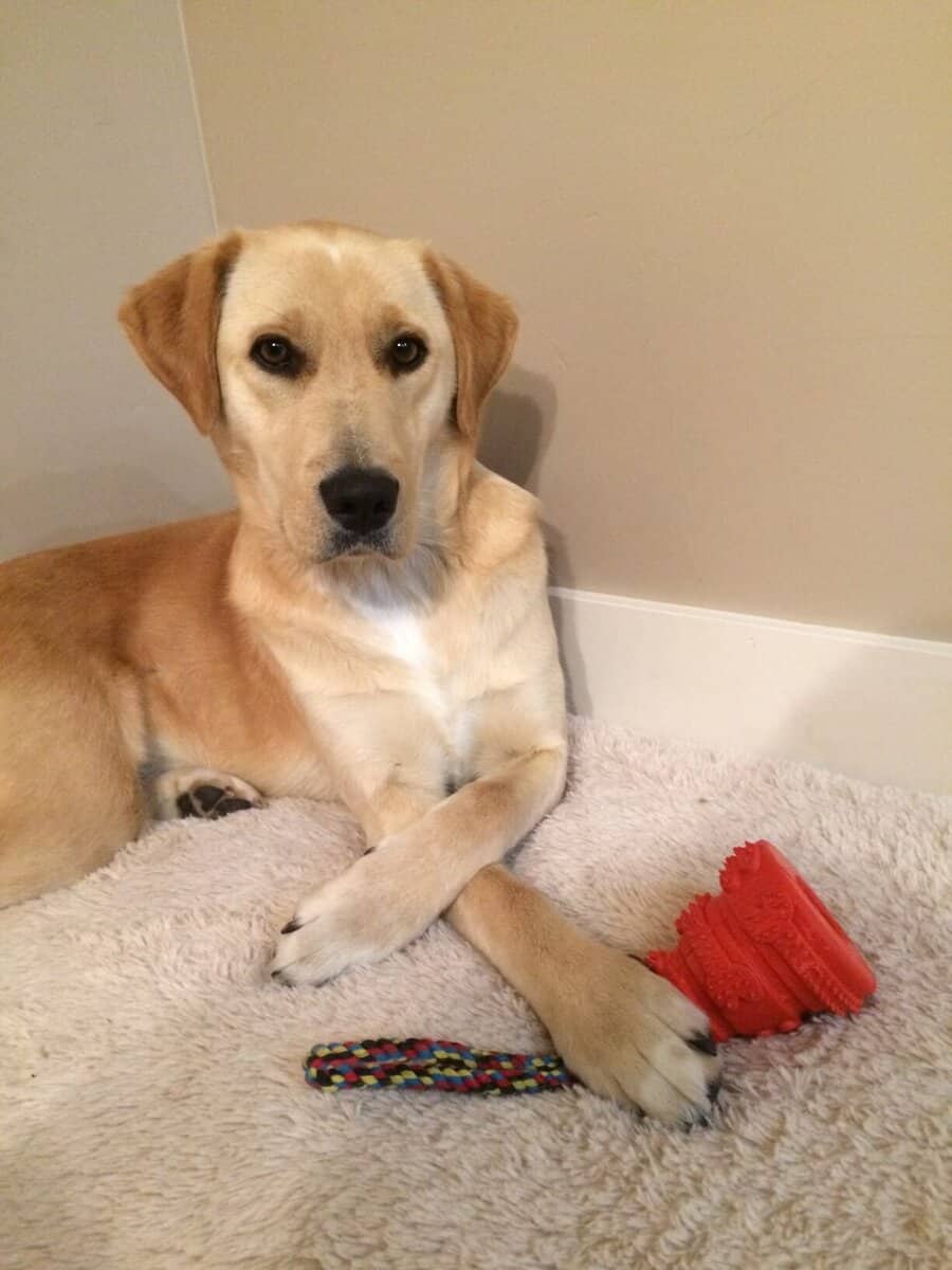 Looking for service dog trained for ptsd image 1