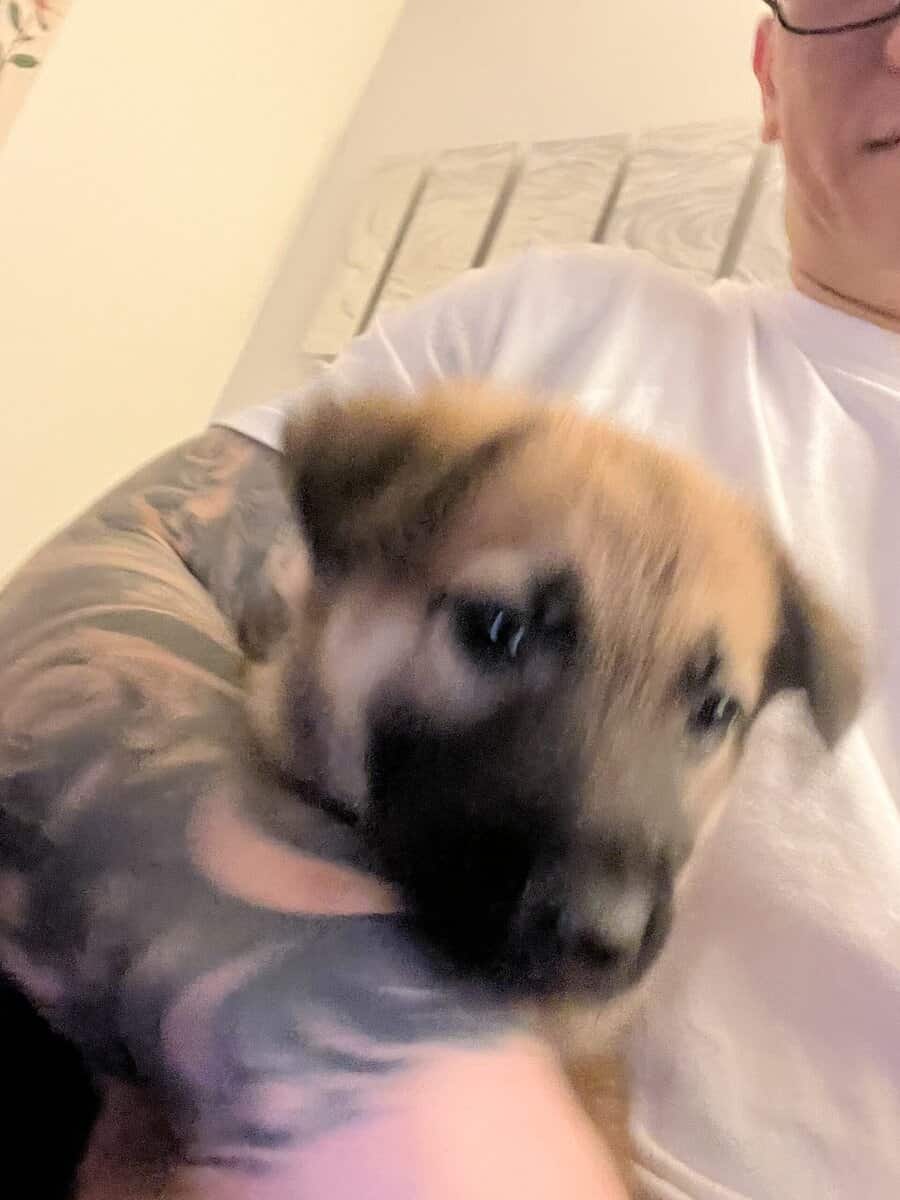 German Shepherd Puppies image 3
