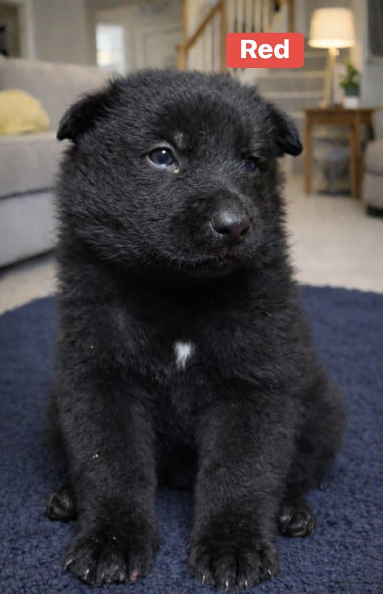 AKC Black German Shepherd Puppies image 1