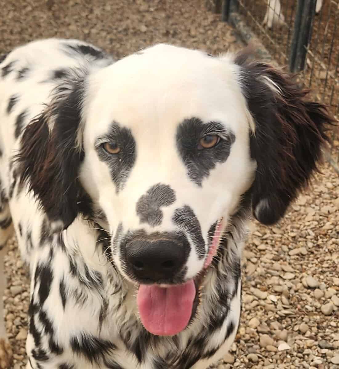 Lucy's Longcoat Lua Boy image 8