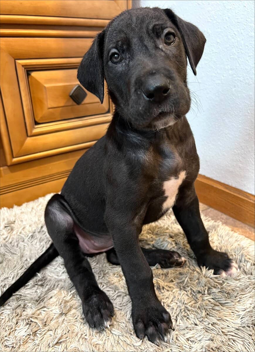 AKC PUREBRED GREAT DANE PUPPIES IN NORTH DAKOTA image 6