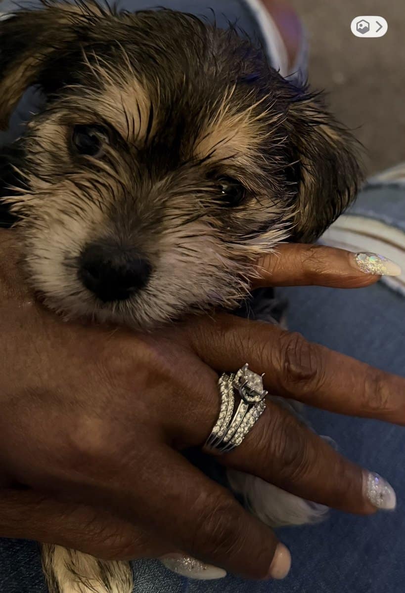Playful Morkie Babies (Puppies) image 7
