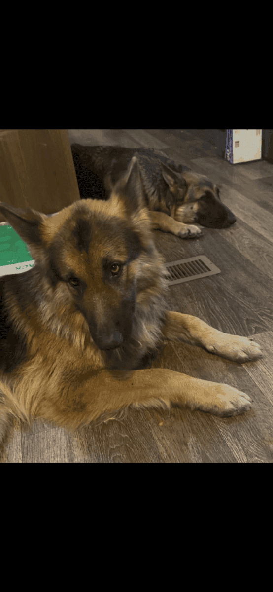 AKC registered German shepherd litter image 4