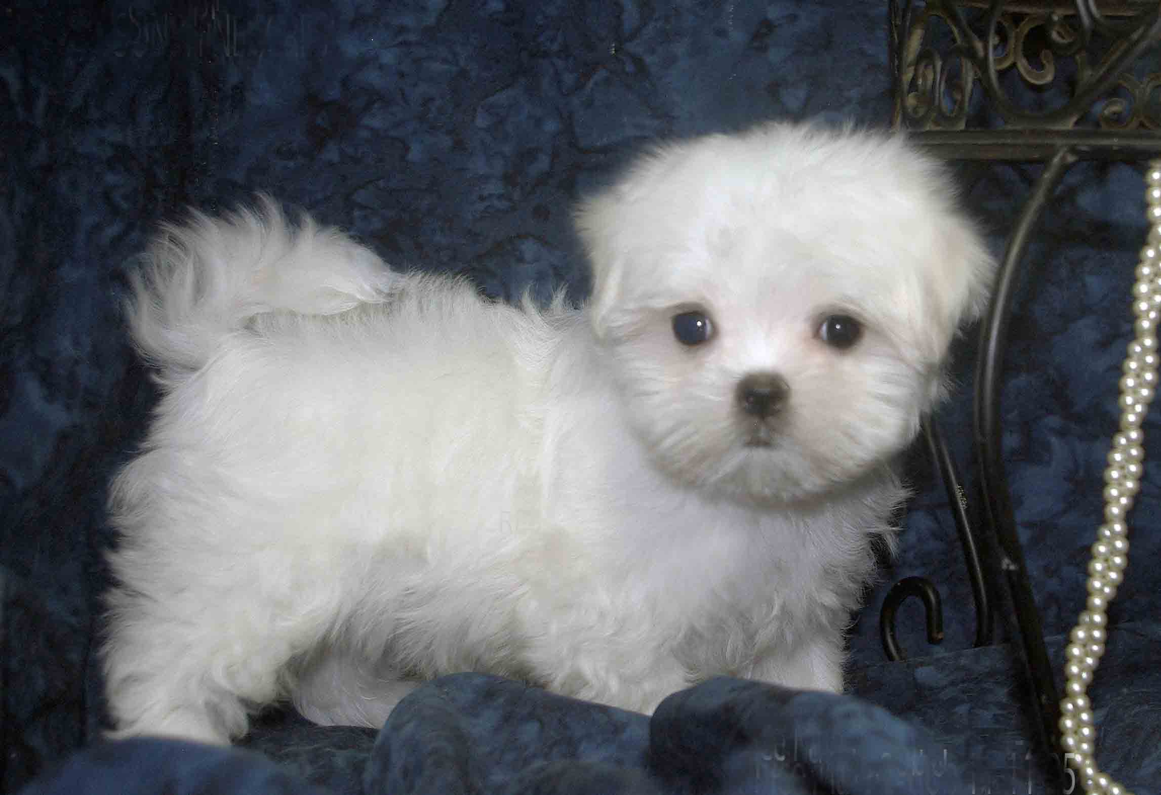 AKC MALTESE PUPPIES image 1