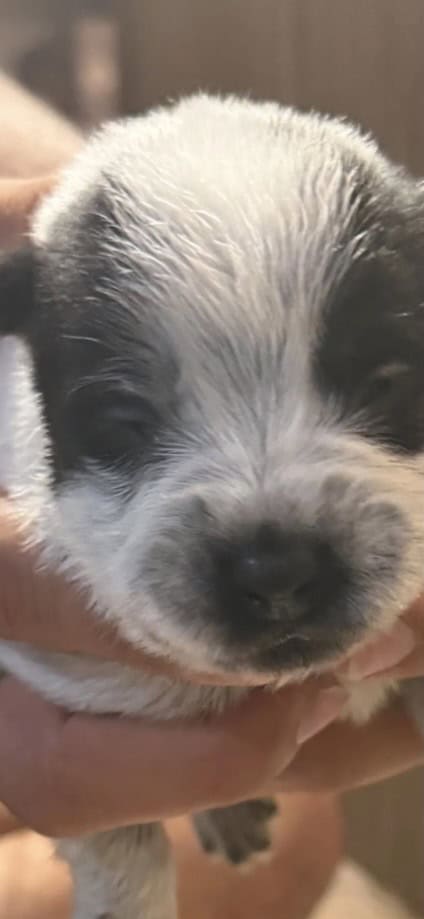 Australian Caddle pups for sale image 11