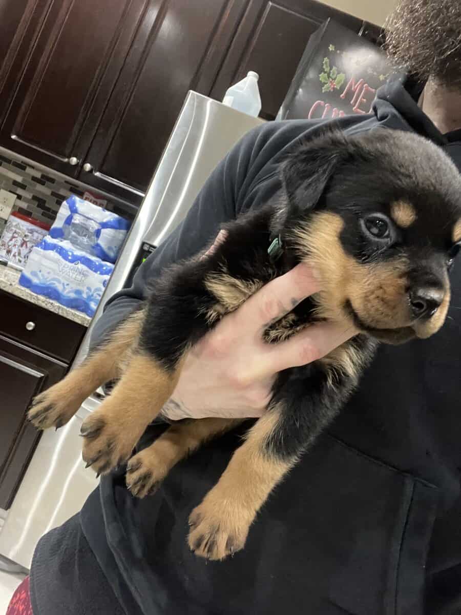 Dark Green Male Rottweiler image 2
